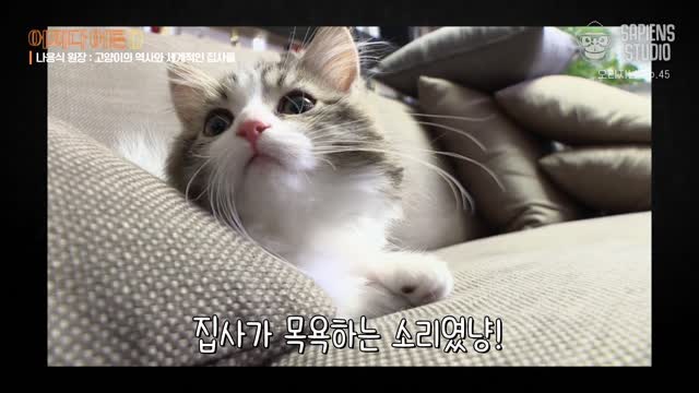 어쩌다 어른 D. 45, 고양이의 역사와 세계적인 집사들 [전자자료]